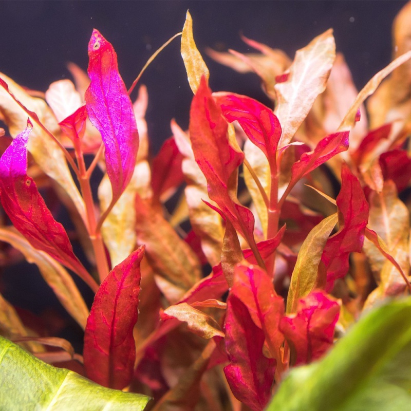 Alternanthera Rosanervig - bunte Aquarienpflanze