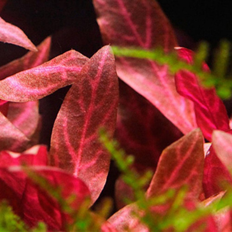 Alternanthera Rosanervig - bunte Aquarienpflanze