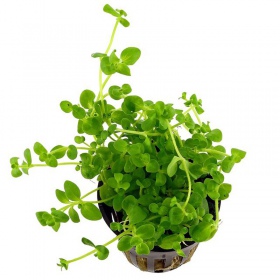 Bacopa Monnieri - Pflegeleichte Aquarienpflanze