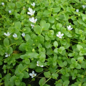 Bacopa Monnieri - красиво аквариумно растение