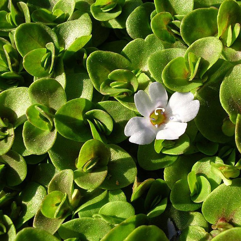 Bacopa Monnieri - красиво аквариумно растение