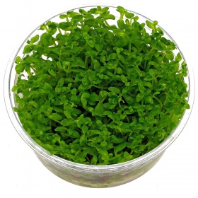 Bacopa Monnieri in kleine InVitro beker