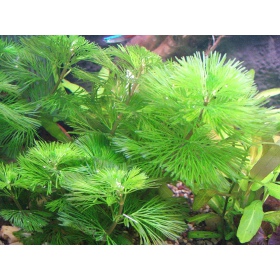 Bacopa Myriophylloides InVitro kis pohár