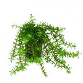 Bacopa Myriophylloides - InVitro malý hrníček