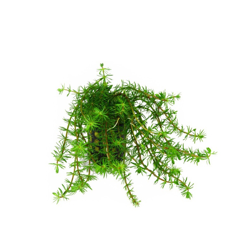 Eco Plant - Bacopa Myriophylloides