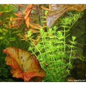 Bacopa Myriophylloides en taza pequeña