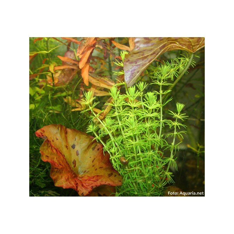 Bacopa Myriophylloides en taza pequeña