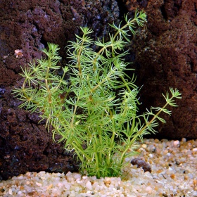 Bacopa Myriophylloides - InVitro malý hrníček