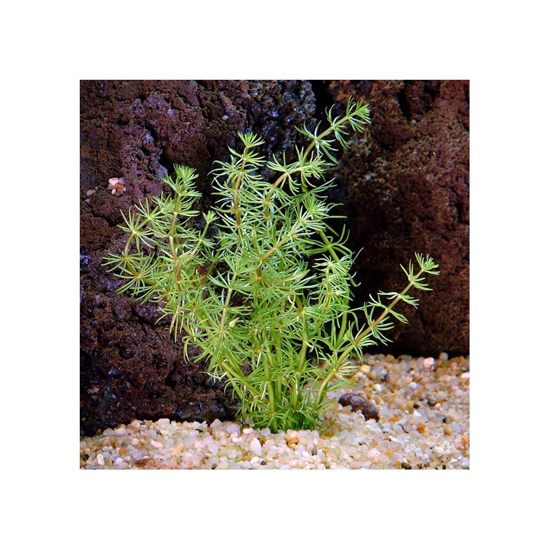 Bacopa Myriophylloides - akvarijná rastlina