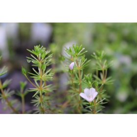 Roślina InVitro - Bacopa Myriophylloides