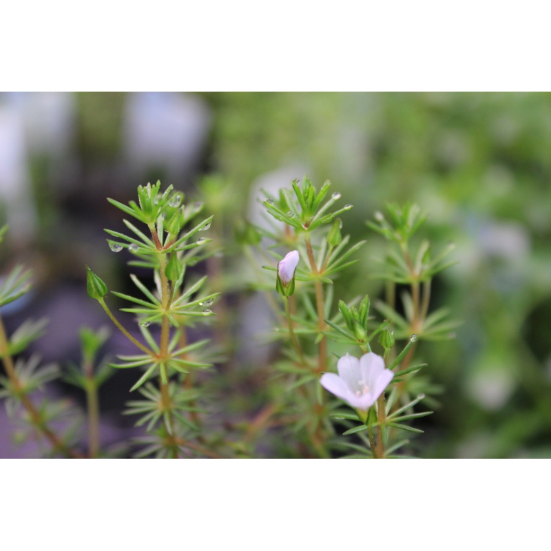 Bacopa Myriophylloides - InVitro malý hrníček