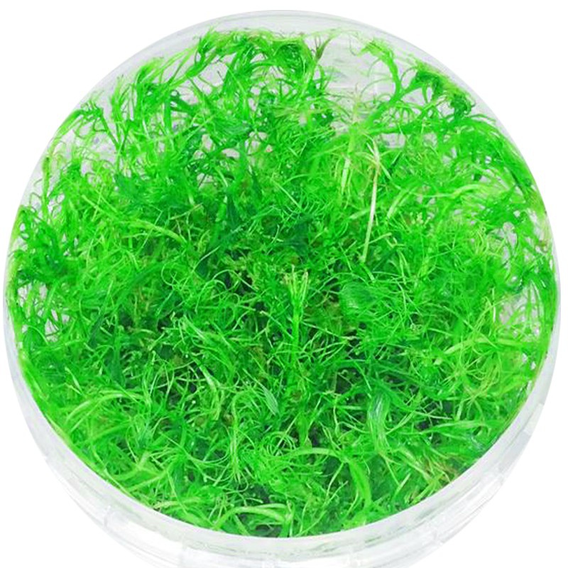 Eco Plant - Bacopa Myriophylloides