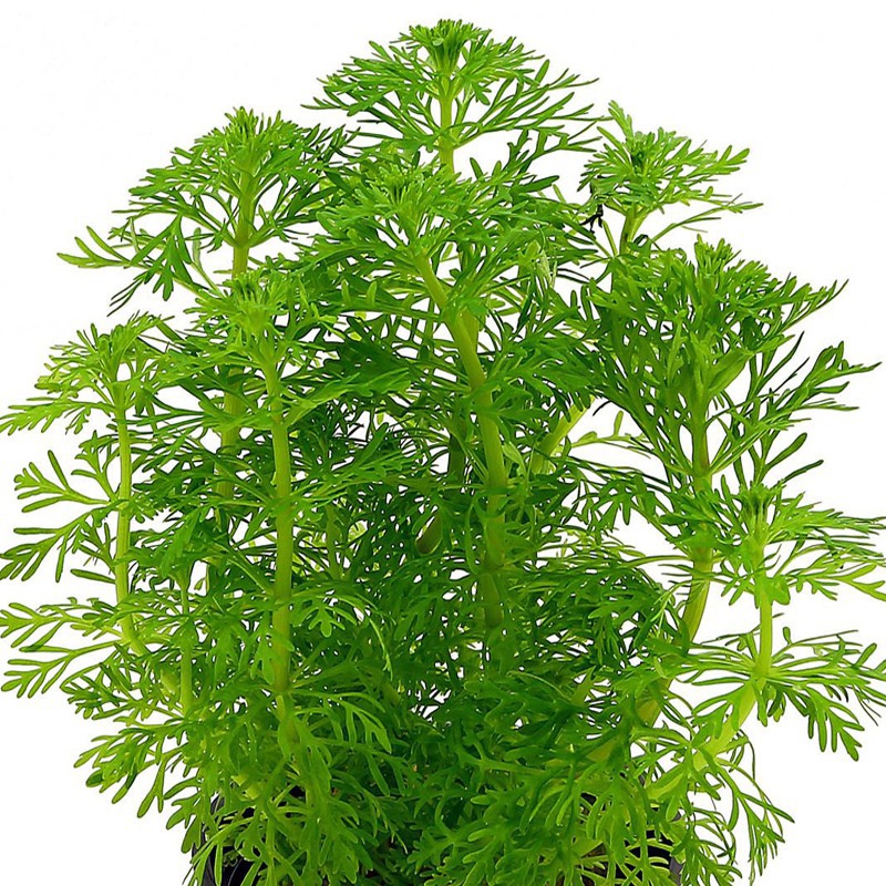 Eco Plant - Ceratopteris Thalictroides Fein - Invitro