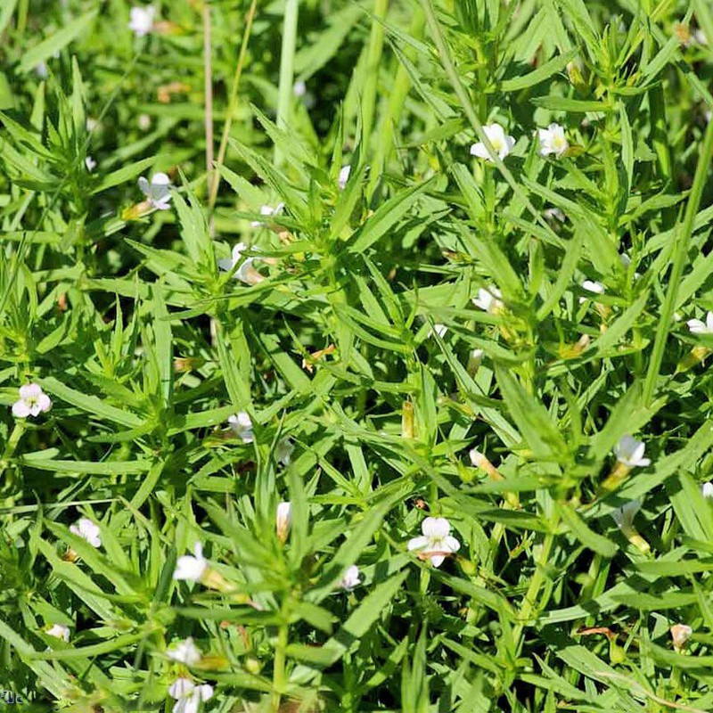 Gratiola Viscidula em copo InVitro