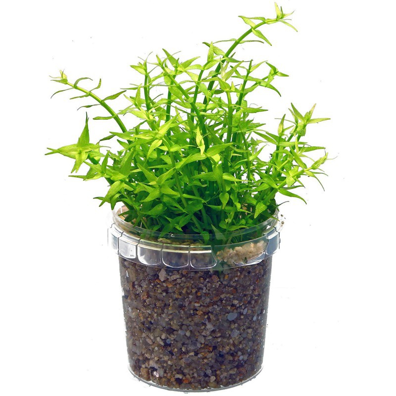 Eco Plant Gratiola Viscidula in Vitro