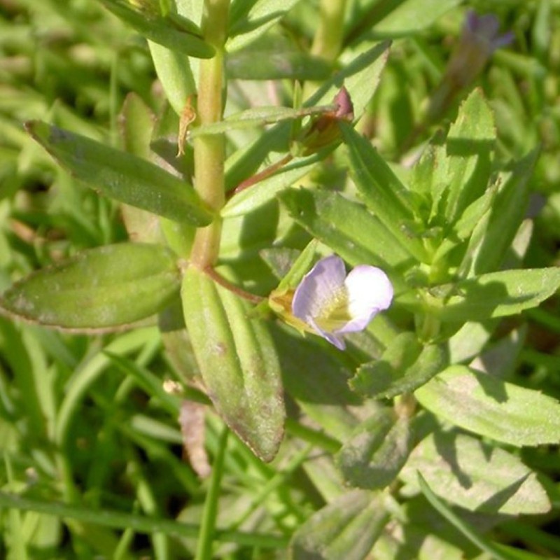 Eco Plant Gratiola Viscidula in Vitro