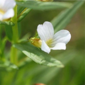 Eco Plant Gratiola Viscidula in Vitro