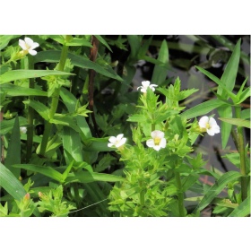 Eco Plant Gratiola Viscidula in Vitro