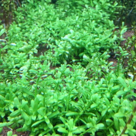 Hedyotis Salzmanii - Planta en InVitro taza pequeña