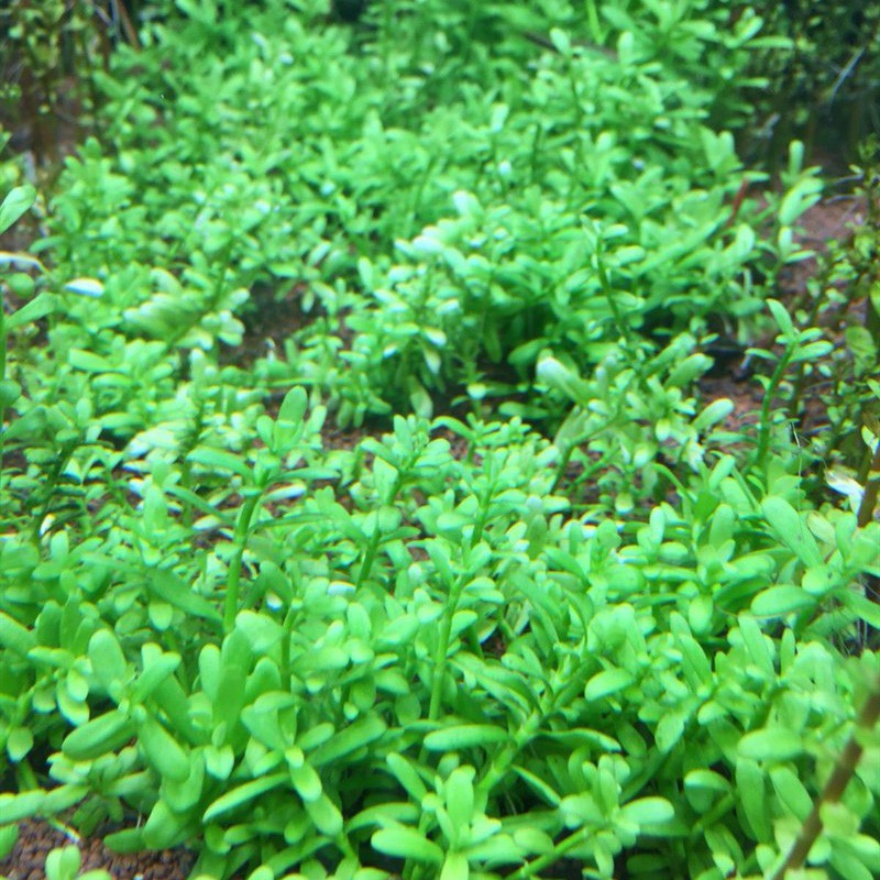 Hedyotis Salzmanii - Planta en InVitro taza pequeña