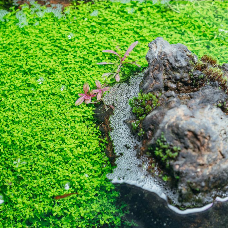 Hemianthus Cuba növény - InVitro pohár