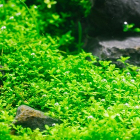 Hemianthus Cuba növény - InVitro pohár