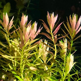 Eco Plant Limnophila Aromatica в Инвитро