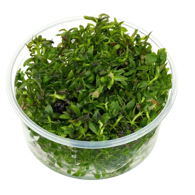 Eco Plant Limnophila Aromatica в Инвитро