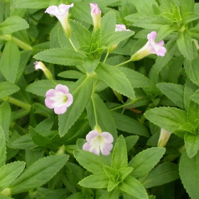 Eco Plant - Limnophila Aromatica v InVitro