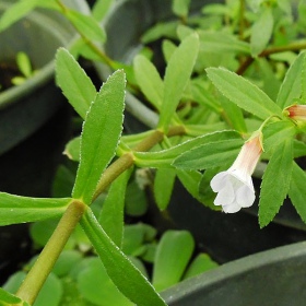 Roślina InVitro - Limnophila Aromatica