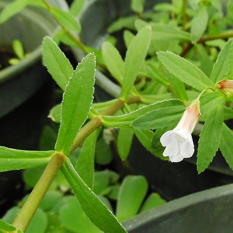 Limnophila Aromatica InVitro taza pequeña