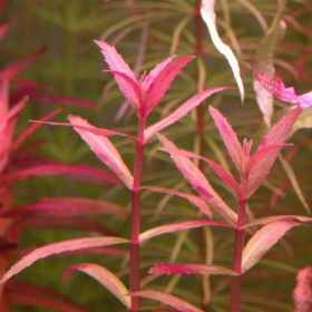 Limnophila Aromatica - Plante aquatique en InVitro