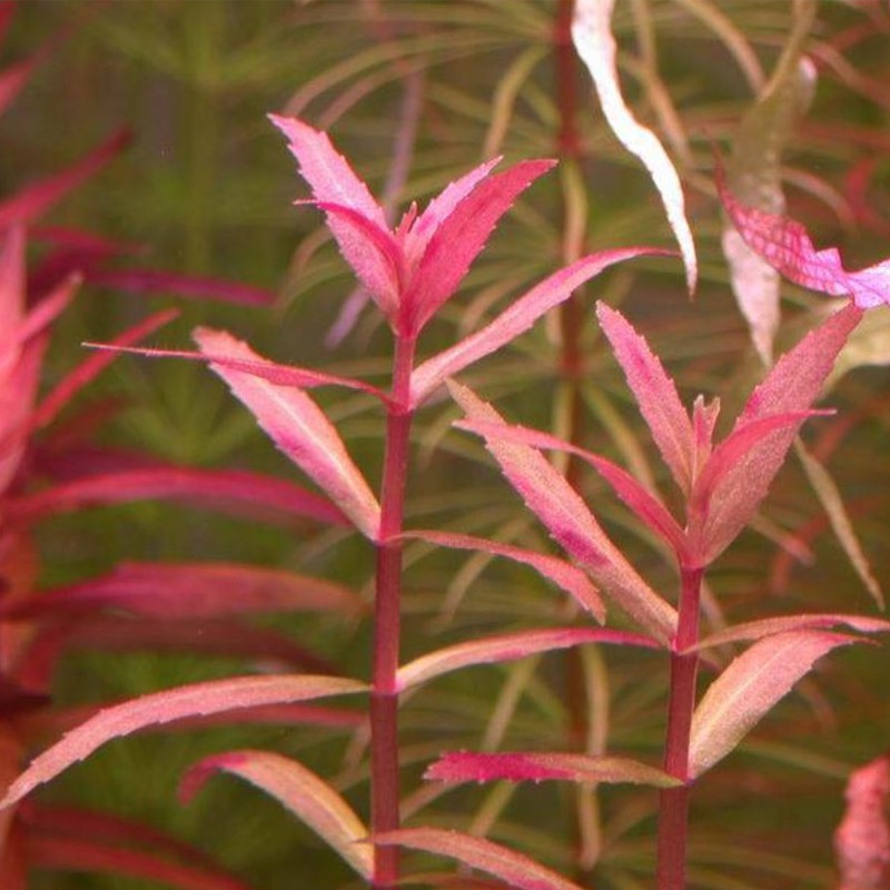 Eco Plant - Limnophila Aromatica v InVitro