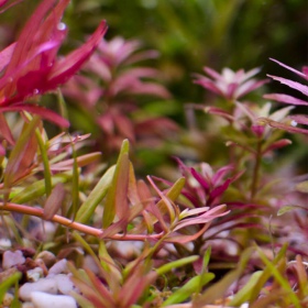 Roślina InVitro - Limnophila Aromatica