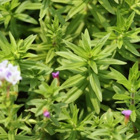 Limnophila Aromatica - Plante aquatique en InVitro