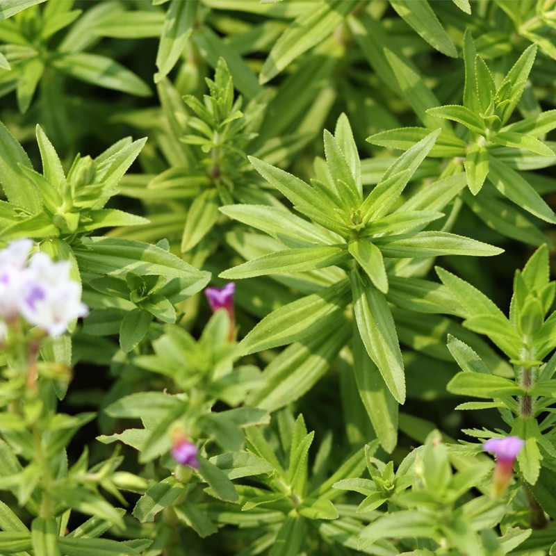 Roślina InVitro - Limnophila Aromatica