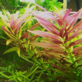 Eco Plant Limnophila Aromatica в Инвитро