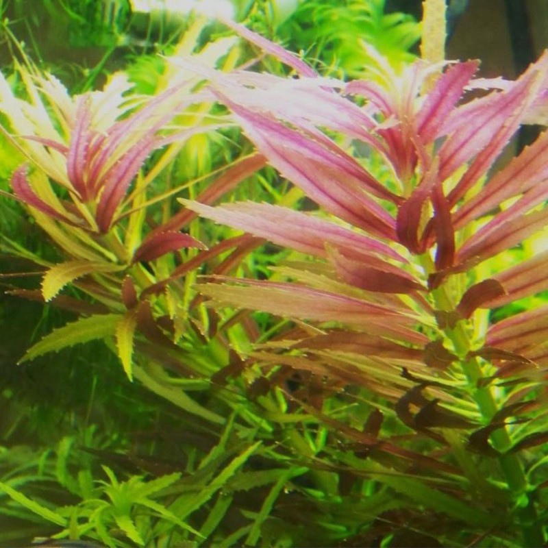 Roślina InVitro - Limnophila Aromatica