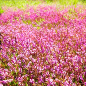 Rotala Rotundifolia en taza pequeña