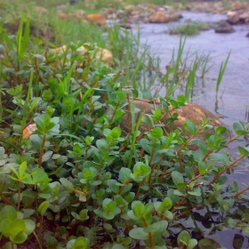 Rotala Rotundifolia в маленькому горщику