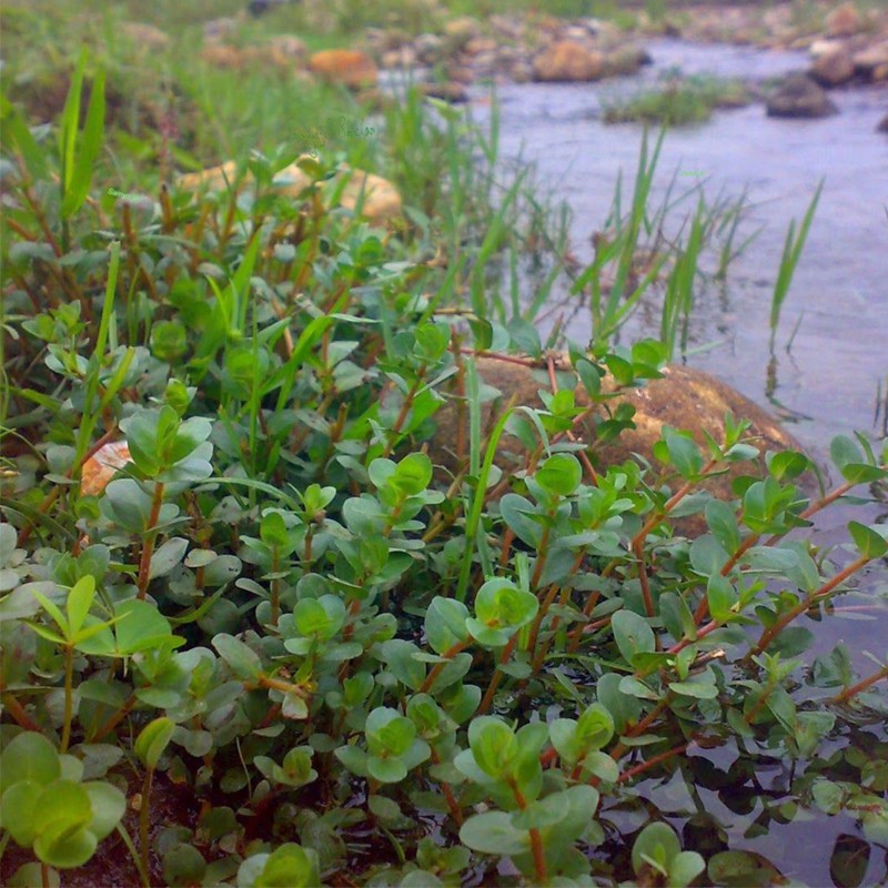 Rotala Rotundifolia в малък кубче