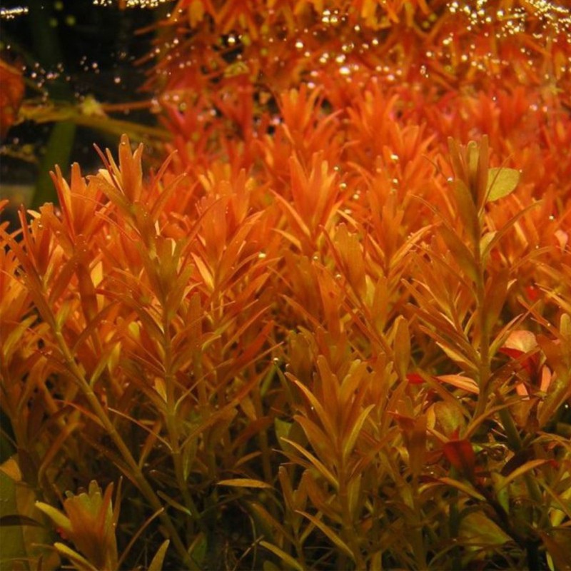 Eco Plant - Rotala Rotundifolia