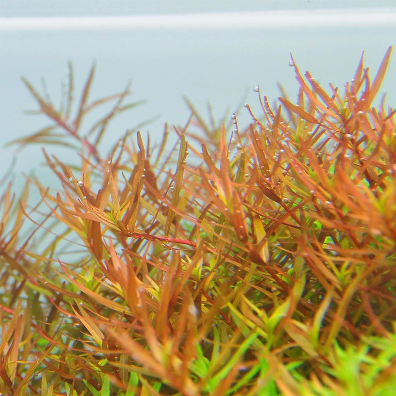 Rotala Rotundifolia в малък кубче