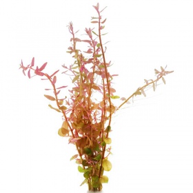 Rotala Rotundifolia en taza pequeña