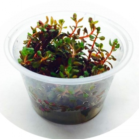 Eco Plant - Rotala Rotundifolia