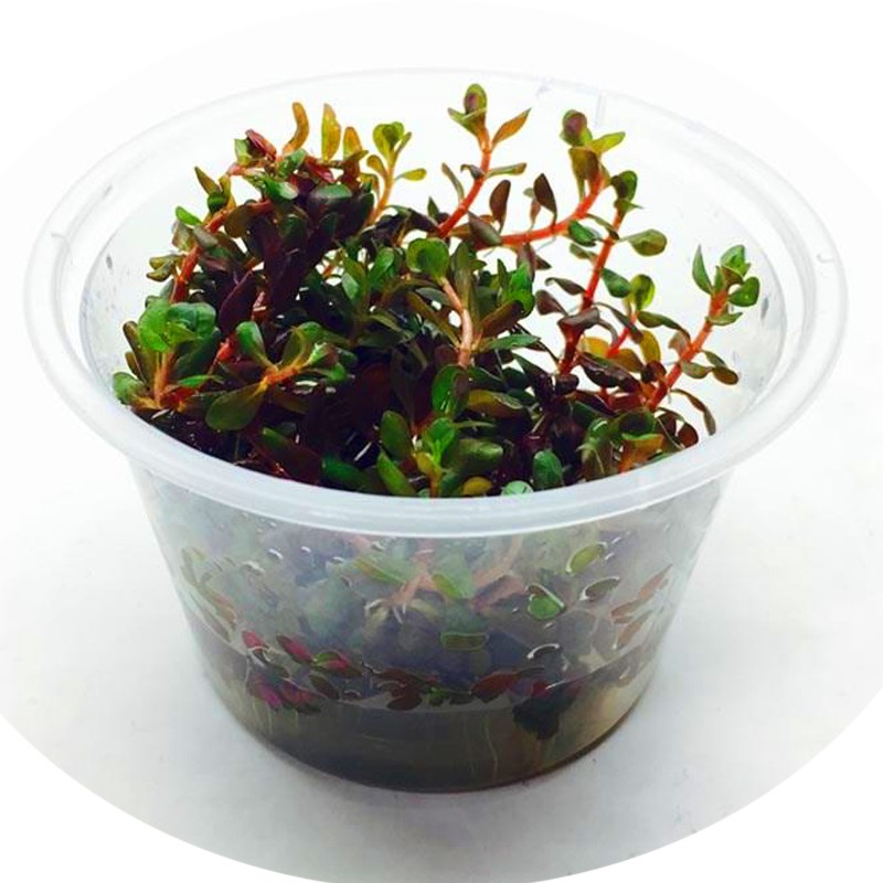 Rotala Rotundifolia в маленькому горщику