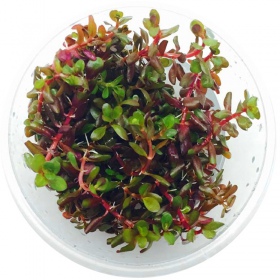 Rotala Rotundifolia - szépséges akváriumi növény