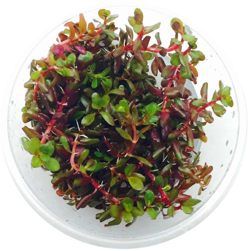 Rotala Rotundifolia en taza pequeña