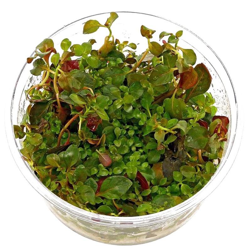 Ludwigia Repens Mesakana - акваріумна рослина