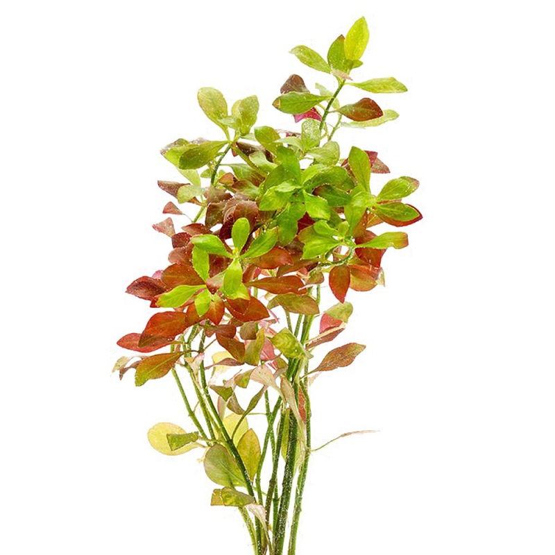 Ludwigia Repens Mesakana - акваріумна рослина